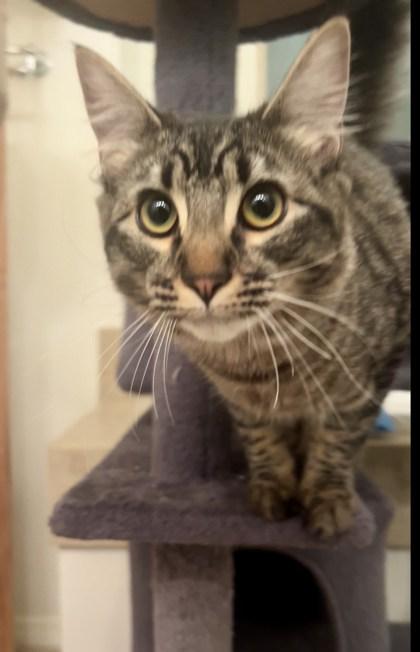 Penny (Must be adopted with Odie), a Adoptable mixed breed in Hillsboro, OR image 3/3