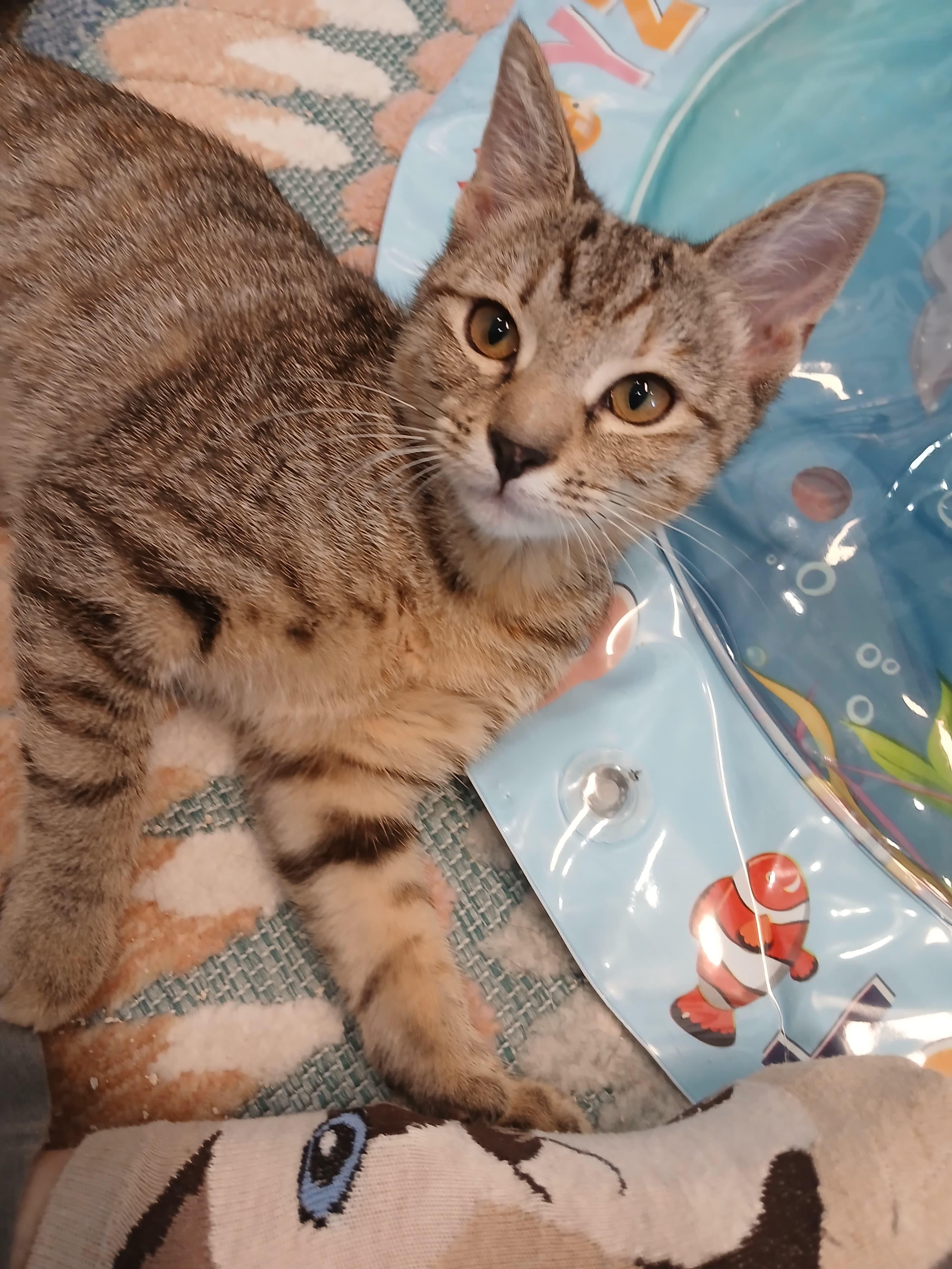 Enlarge Galaxy "Gala", a Adopted Domestic Short Hair in St Petersburg, FL image 3/3