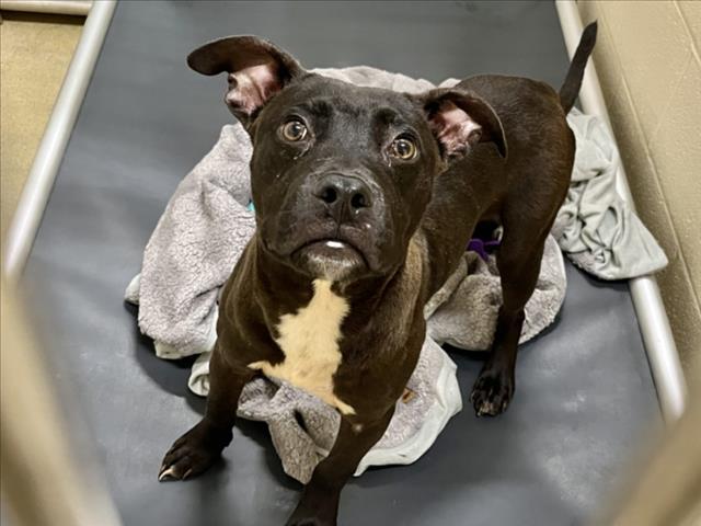 Enlarge MILO, a Adoptable Pit Bull Terrier in Chapel Hill, NC image 1/1