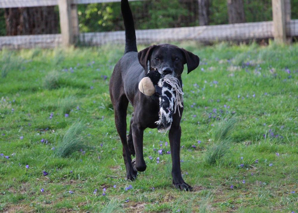 Enlarge Reik (Scout), a Adoptable mixed breed in Aurora, IN image 2/6