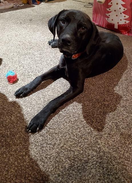 Reik (Scout), Adoptable, Adult Male Labrador Retriever.