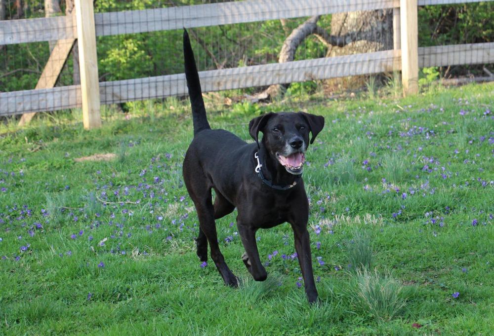 Enlarge Reik (Scout), a Adoptable mixed breed in Aurora, IN image 6/6