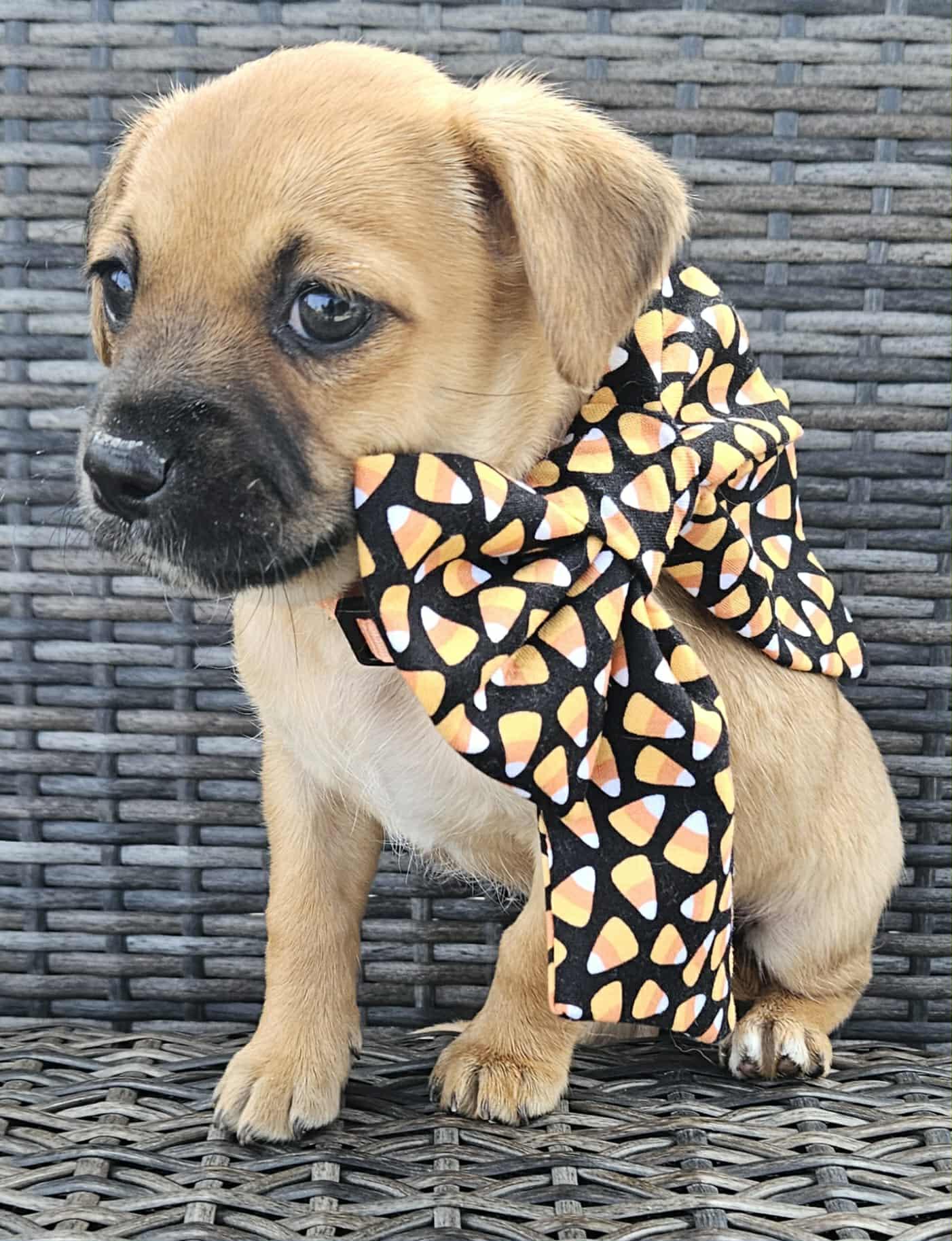 Lane, a Adopted mixed breed in Galt, CA image 1/6