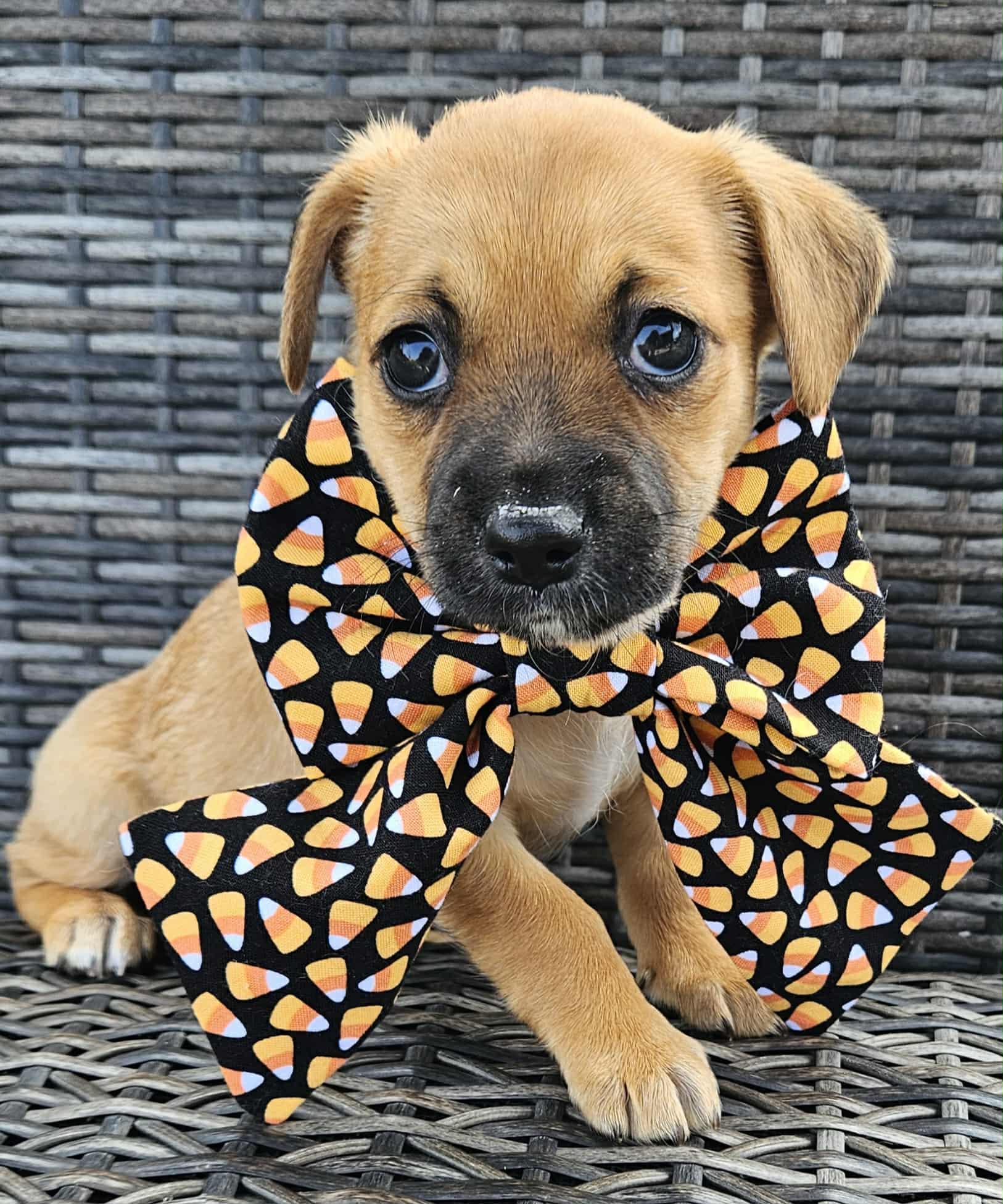 Lane, a Adopted mixed breed in Galt, CA image 2/6