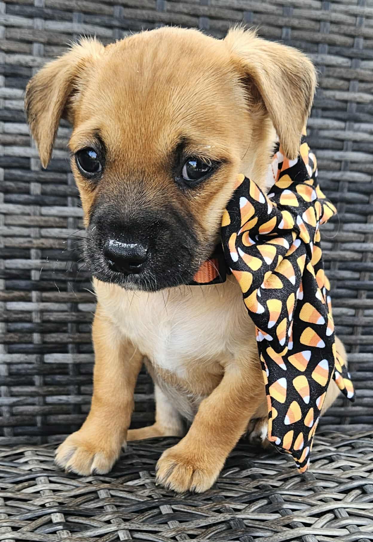 Lane, a Adopted mixed breed in Galt, CA image 3/6