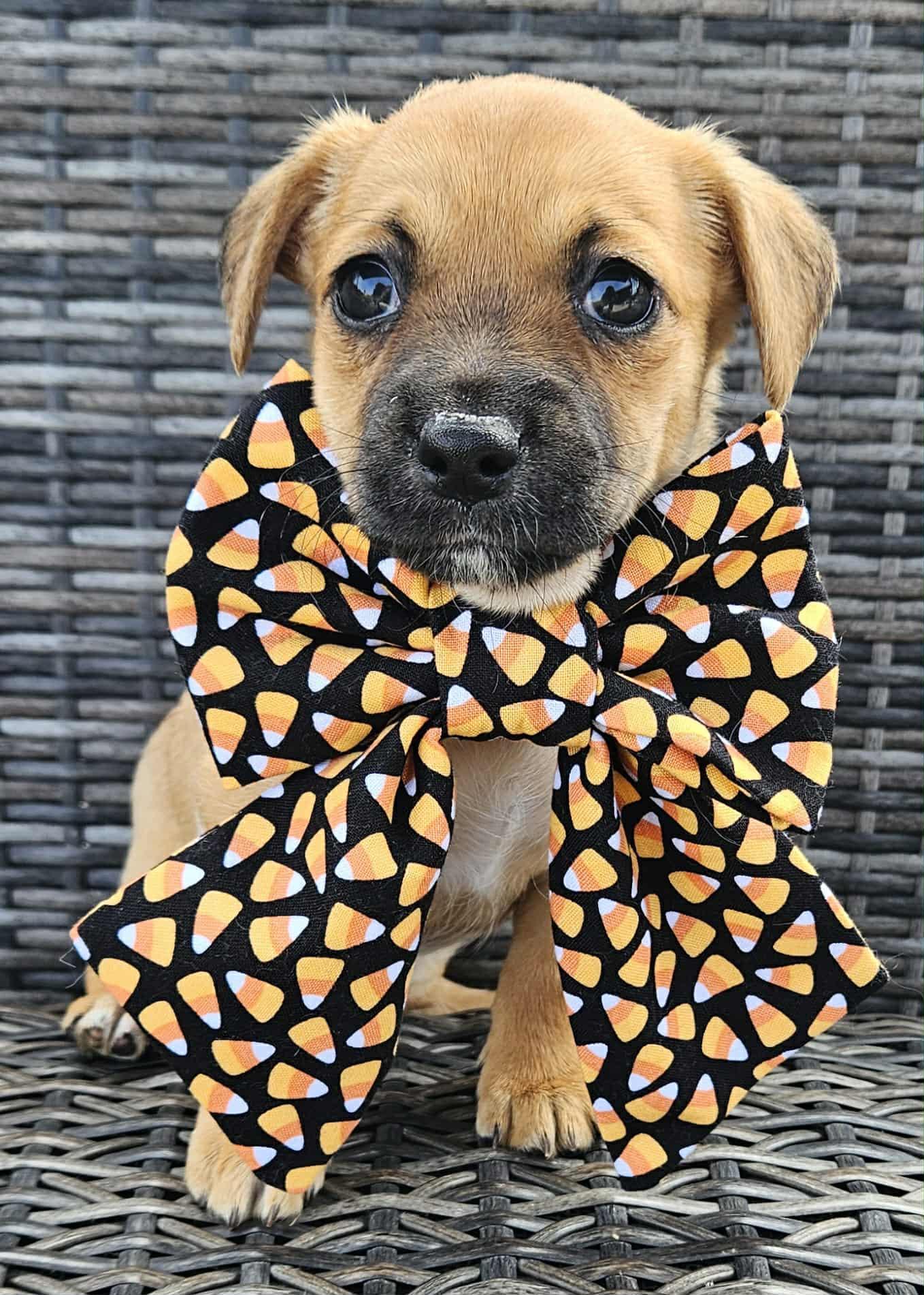 Lane, a Adopted mixed breed in Galt, CA image 4/6