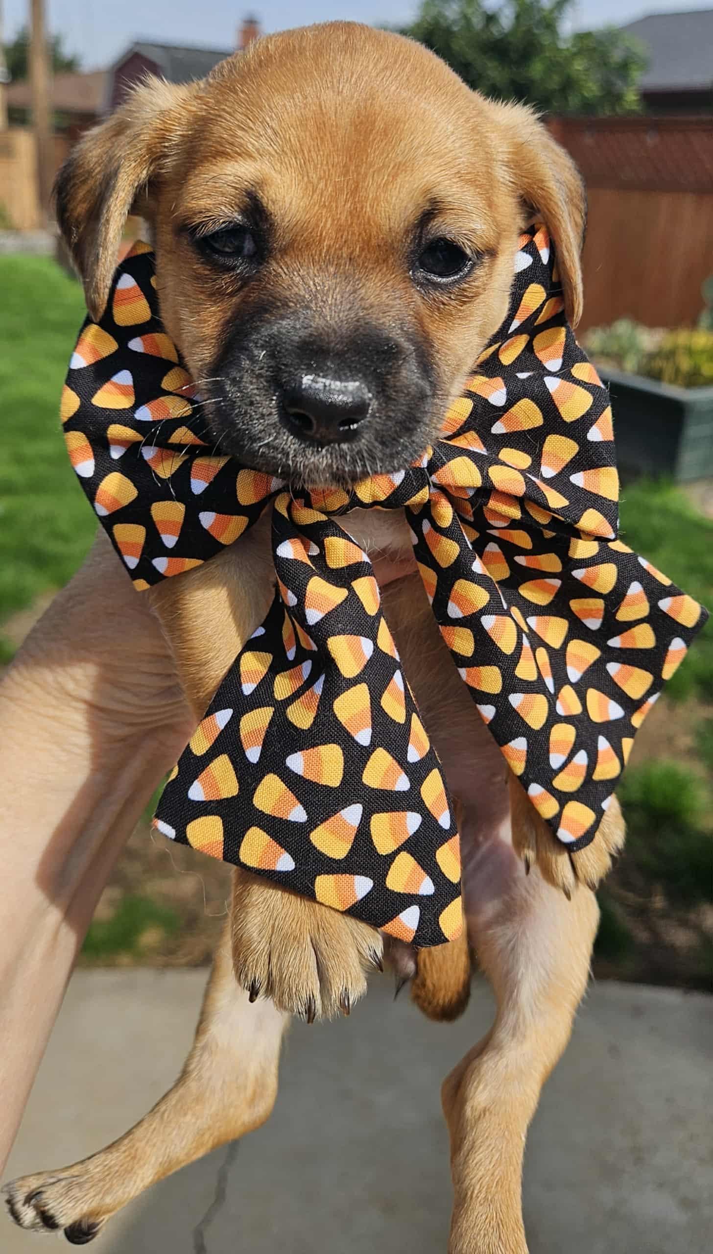 Lane, a Adopted mixed breed in Galt, CA image 5/6