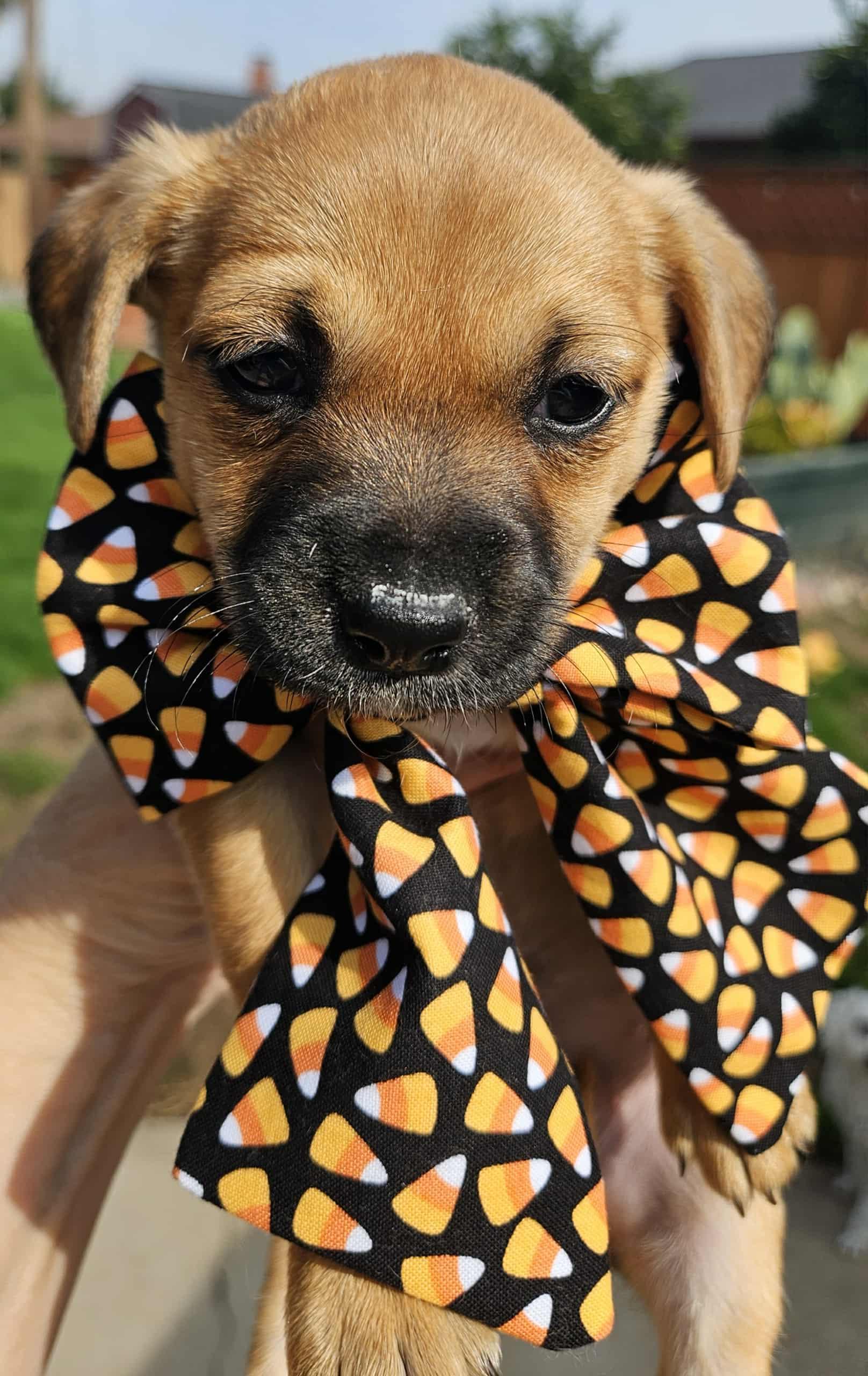 Lane, a Adopted mixed breed in Galt, CA image 6/6