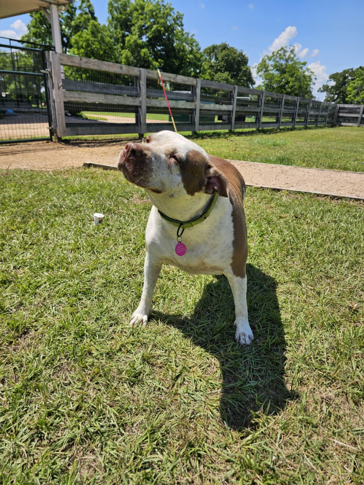 Enlarge LUCY, a Adoptable mixed breed in Albany, NY image 5/6