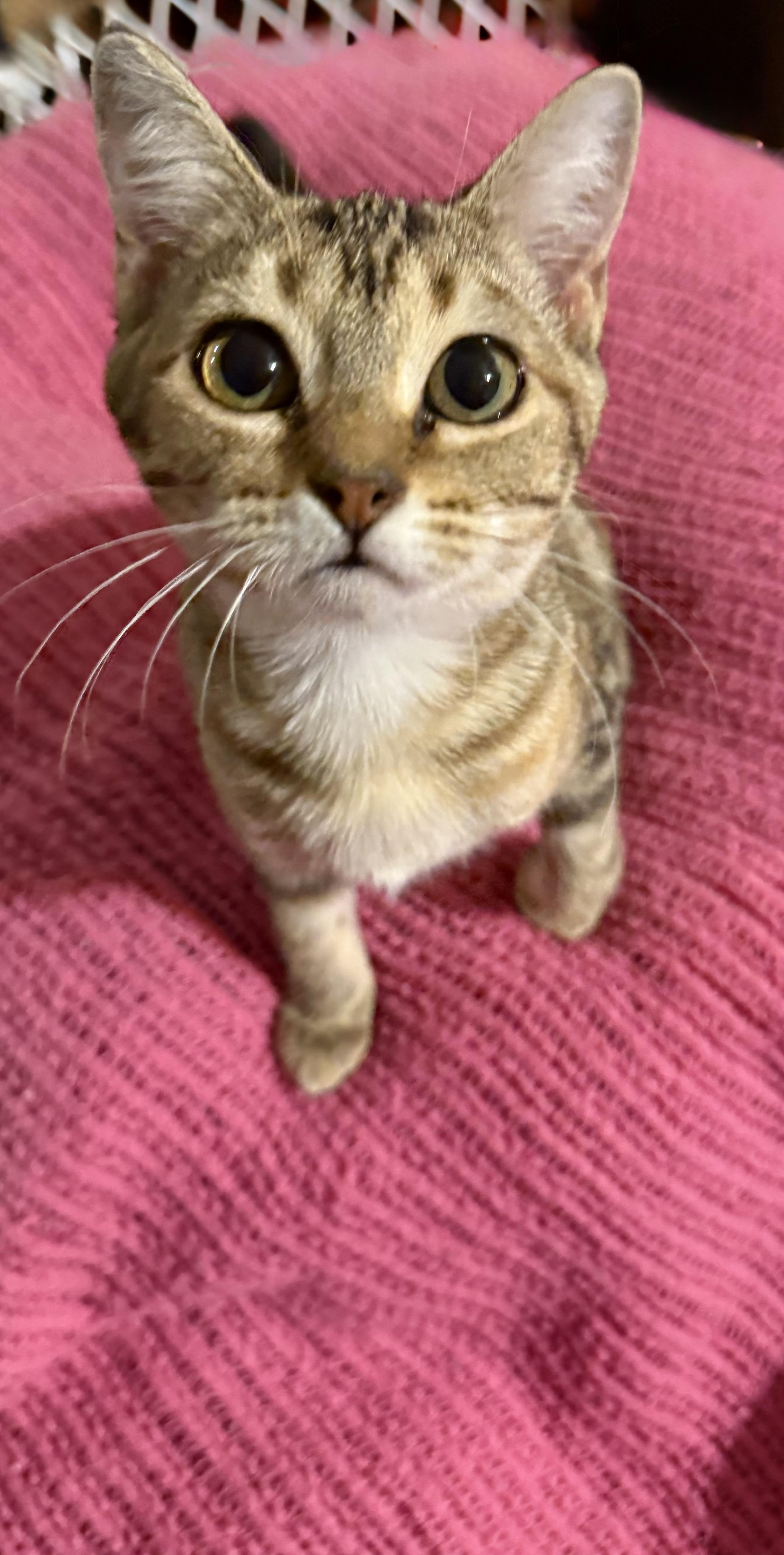 Enlarge Mocha Bean , a ADOPTABLE Domestic Medium Hair in Asher, OK image 1/2