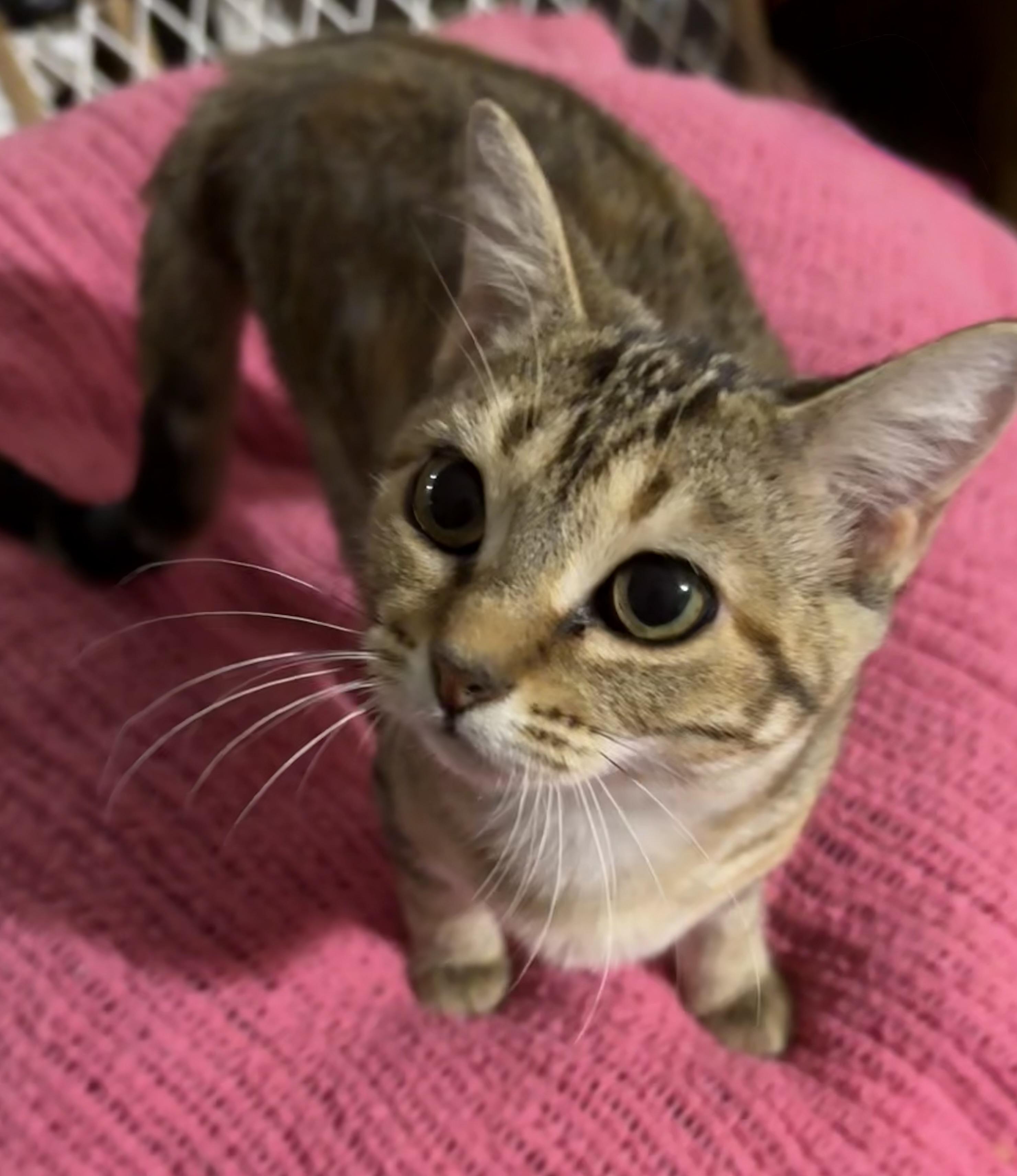 Enlarge Mocha Bean , a ADOPTABLE Domestic Medium Hair in Asher, OK image 2/2