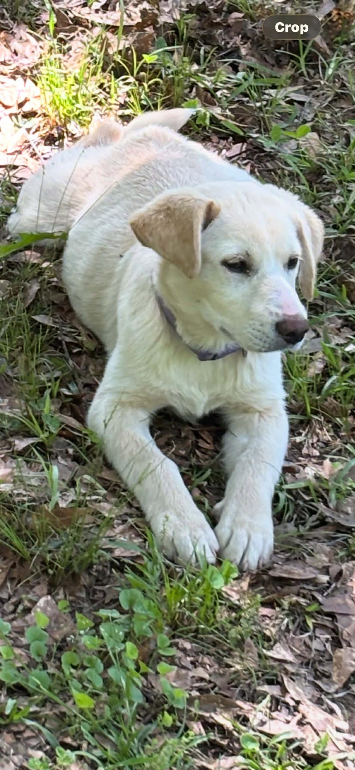 Annie, a Adoptable mixed breed in Croydon, NH image 2/3