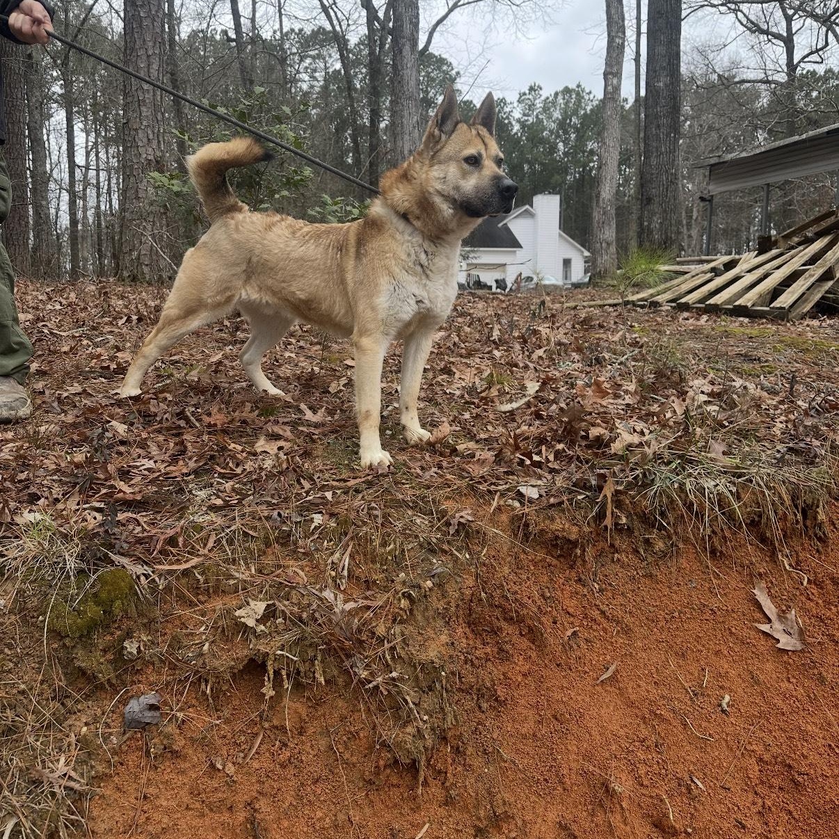 Enlarge Scooby Doo! I am a hugger!, a Adoptable mixed breed in Clayton, NC image 1/2