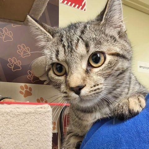Enlarge Pepper, a ADOPTABLE Domestic Short Hair in Lake Orion, MI image 1/2