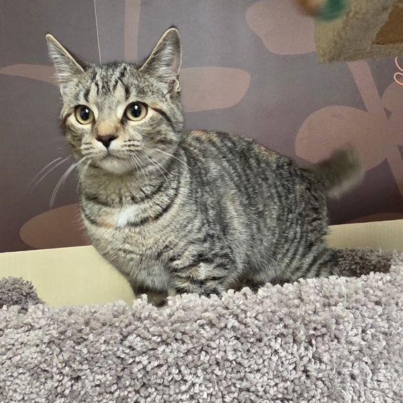 Enlarge Pepper, a ADOPTABLE Domestic Short Hair in Lake Orion, MI image 2/2