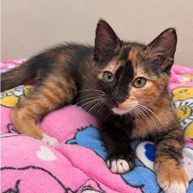 Jade, Adoptable, Kitten Female Domestic Short Hair.