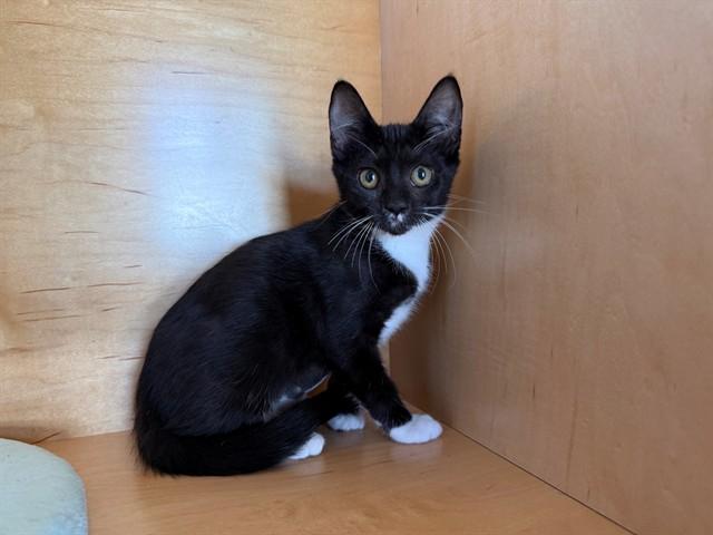 Enlarge CUMIN, a Adoptable Domestic Short Hair in Antioch, CA image 1/1