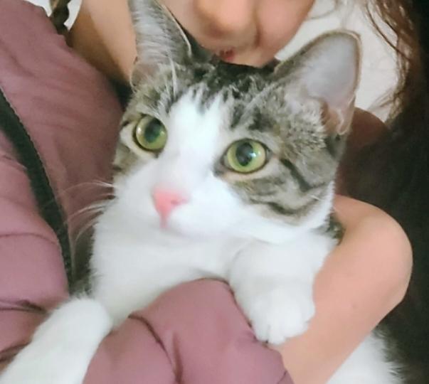 Blueberry, ADOPTABLE, Young Female Domestic Short Hair.