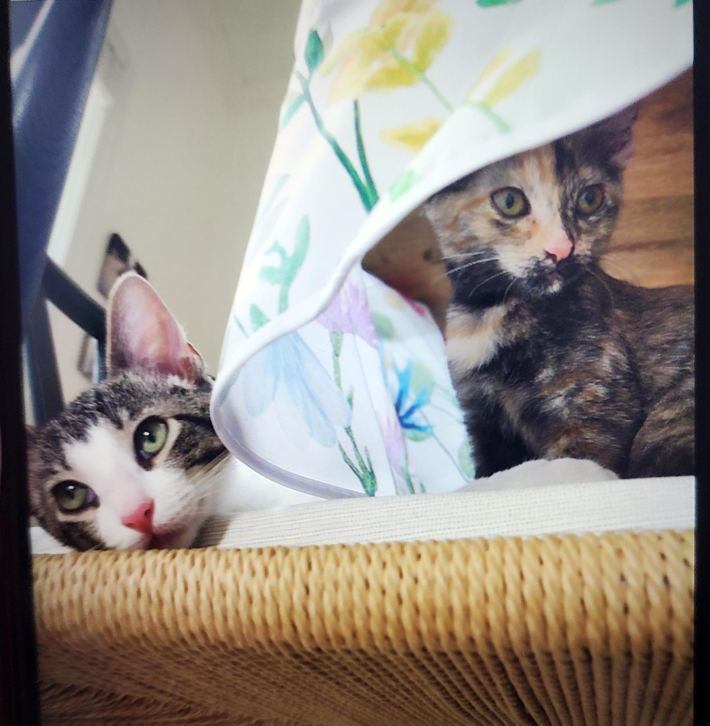 Blueberry, a ADOPTABLE Domestic Short Hair in Germantown, TN image 2/2