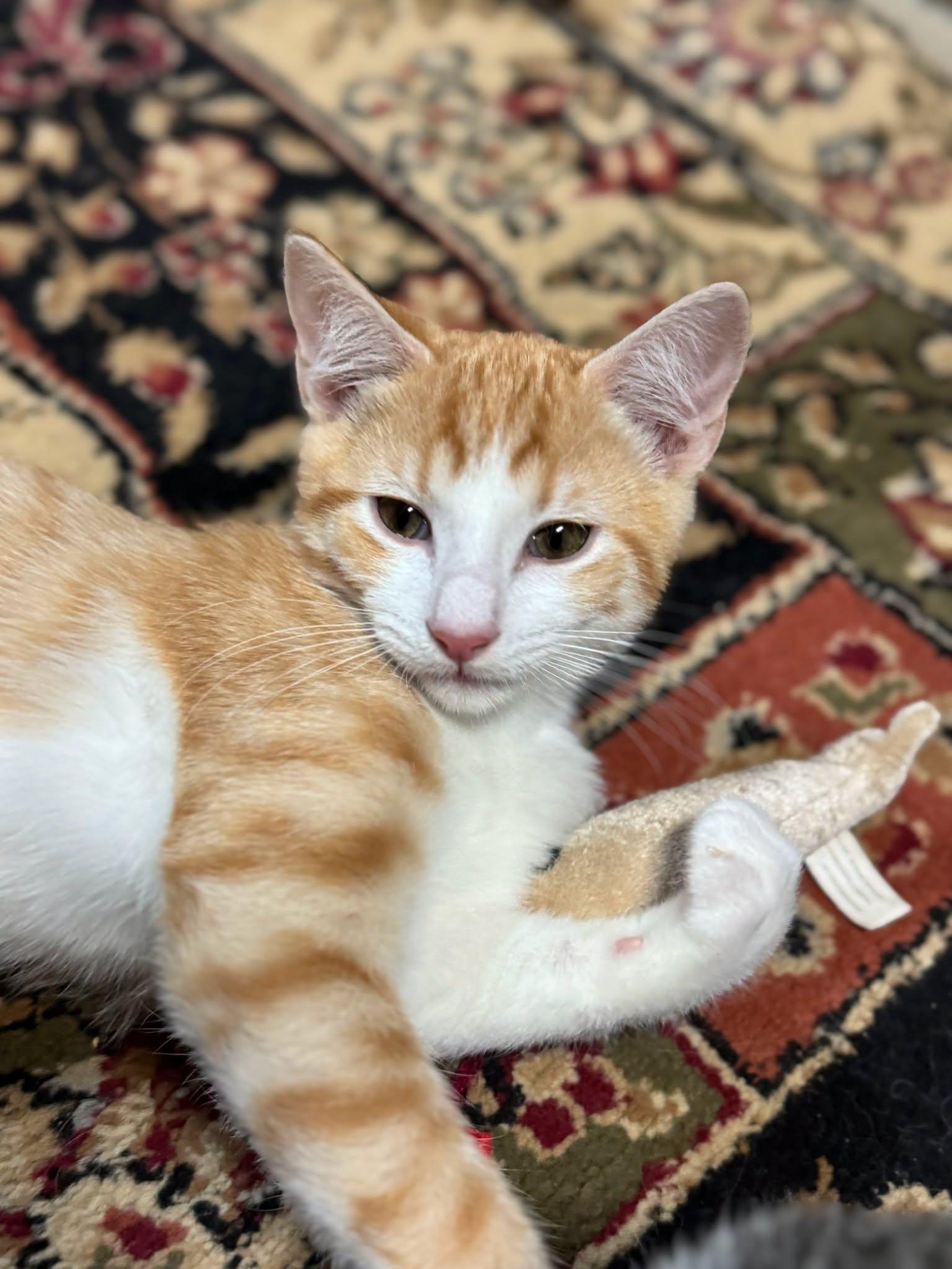 Enlarge JAY, a Adoptable Domestic Short Hair in Powder Springs, GA image 2/3