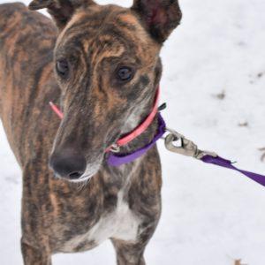 SUPERIOR LAILA, Adoptable, Adult Female Greyhound.