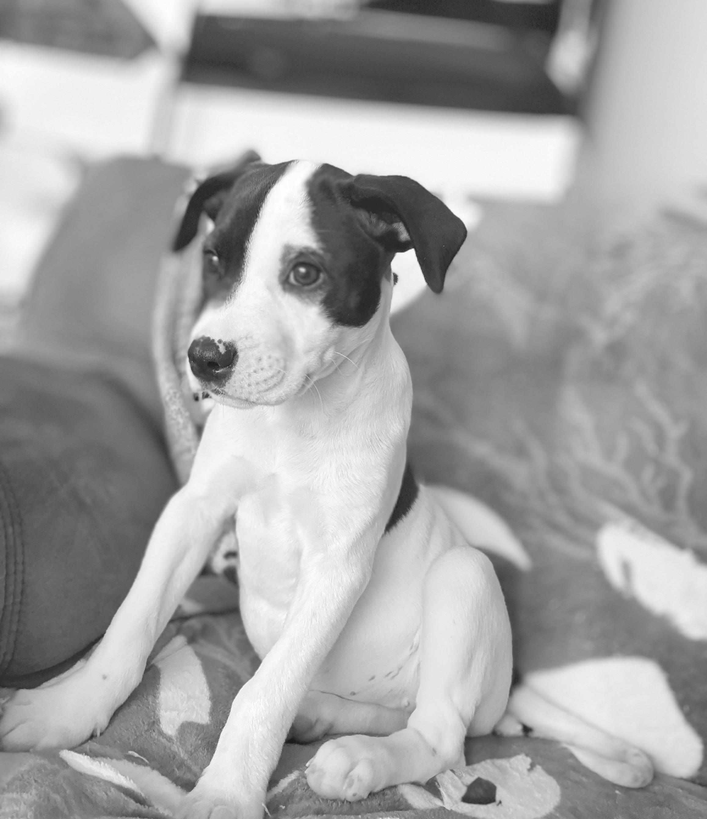 Lil Kim, an adopted mixed breed in Inverness, FL image 5/5