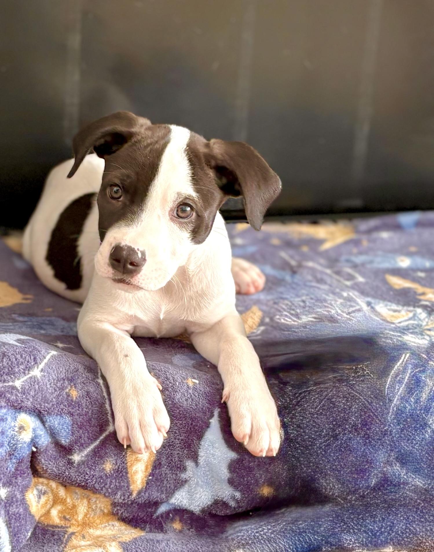Lil Kim, an adopted mixed breed in Inverness, FL image 2/5