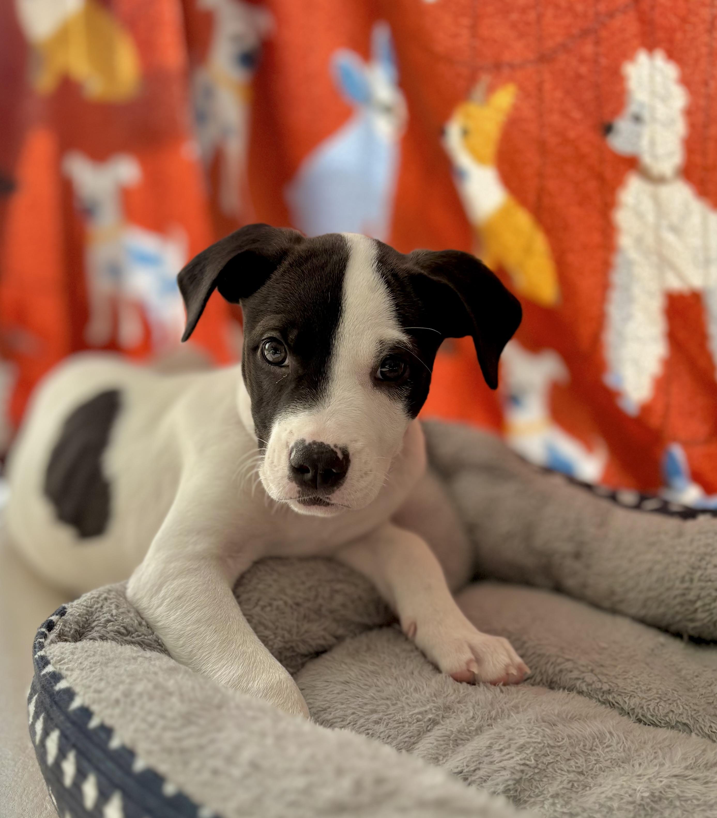 Lil Kim, an adopted mixed breed in Inverness, FL image 4/5