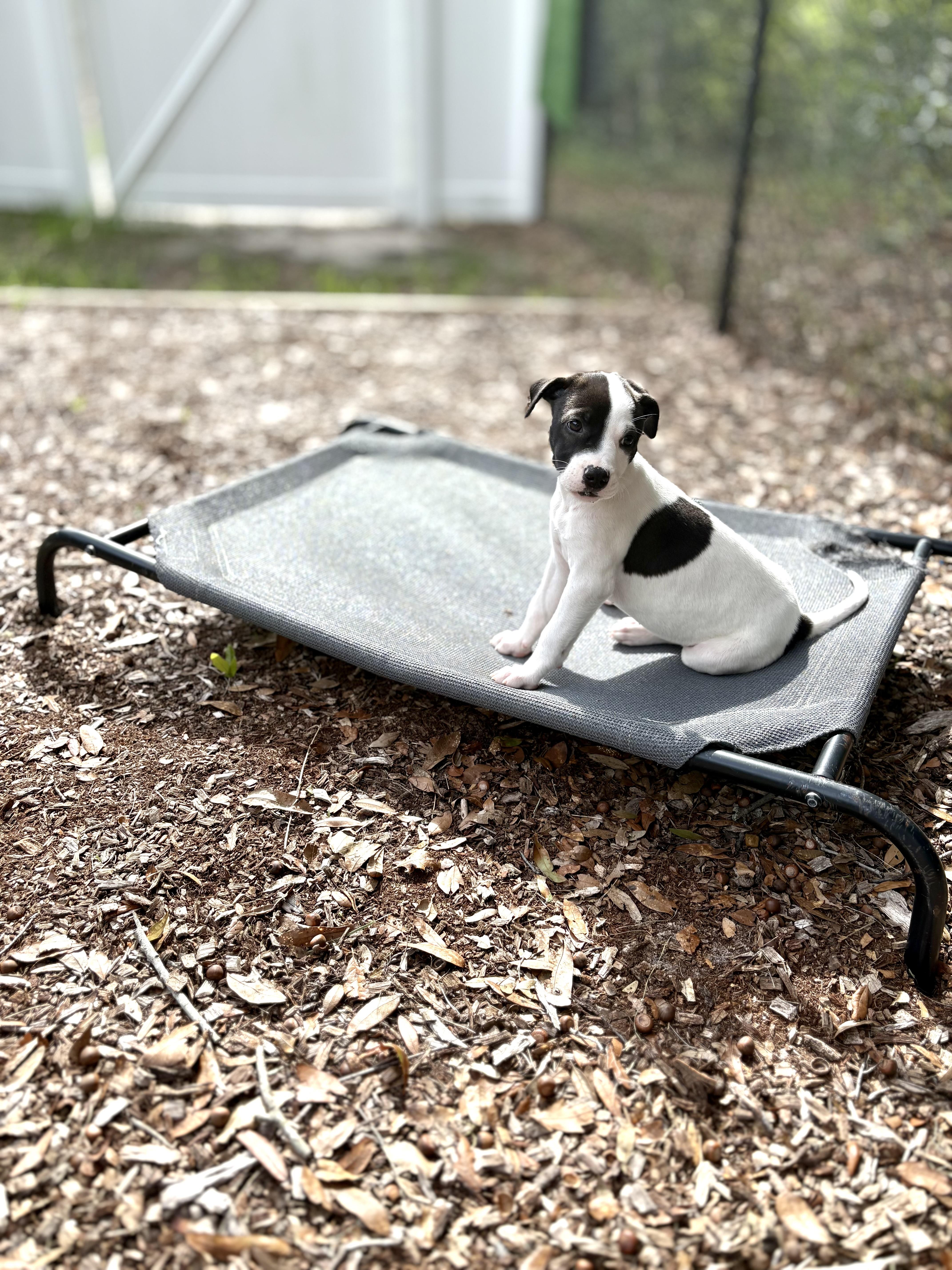 Lil Kim, an adopted mixed breed in Inverness, FL image 3/5