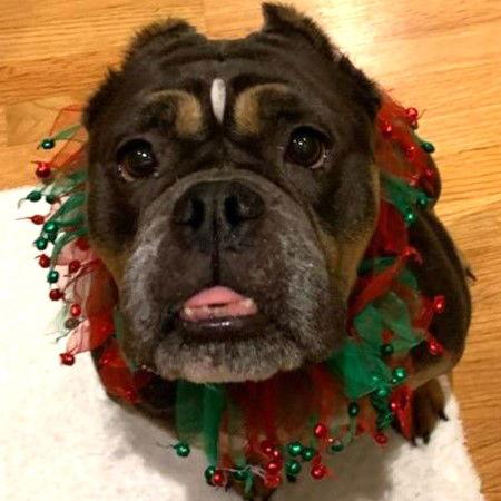 Enlarge LuLu, a Adopted Pit Bull Terrier in Framingham, MA image 3/3