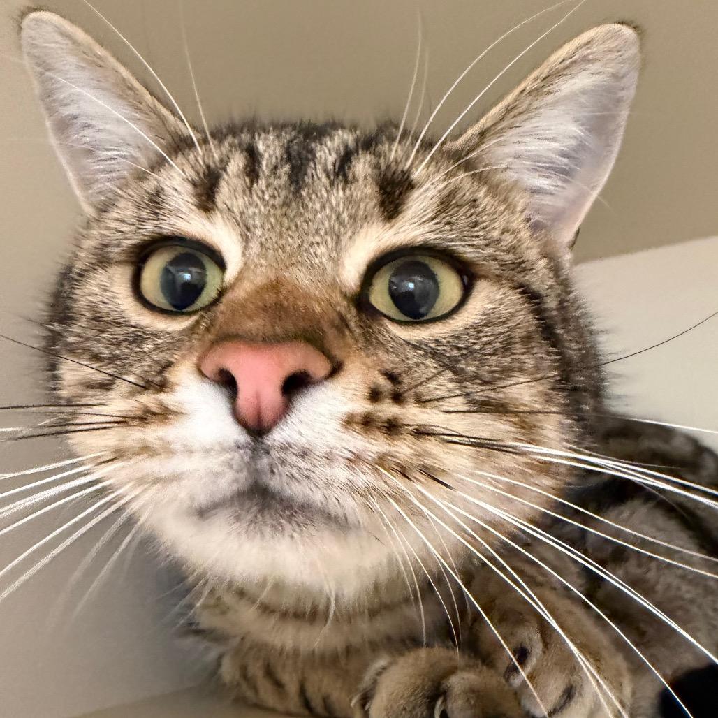 Figaro, Adoptable, Adult Male Domestic Short Hair.