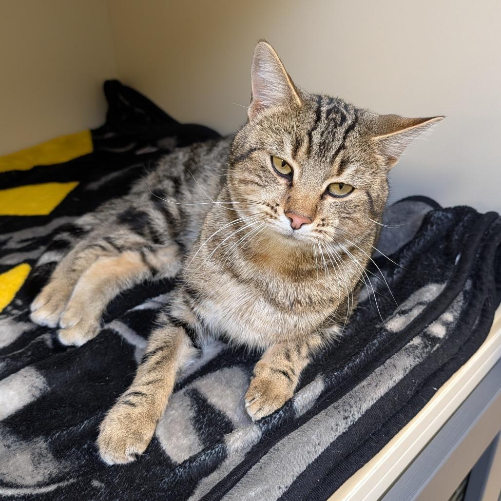 Enlarge Figaro, a Adoptable Domestic Short Hair in Cody, WY image 1/2