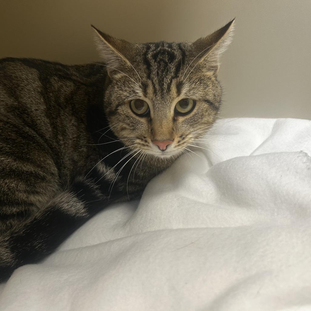 Enlarge Figaro, a Adoptable Domestic Short Hair in Cody, WY image 2/2