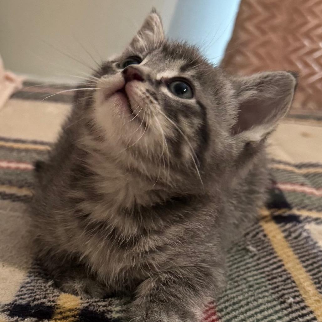 Thea, Adoptable, Kitten Female Domestic Short Hair.