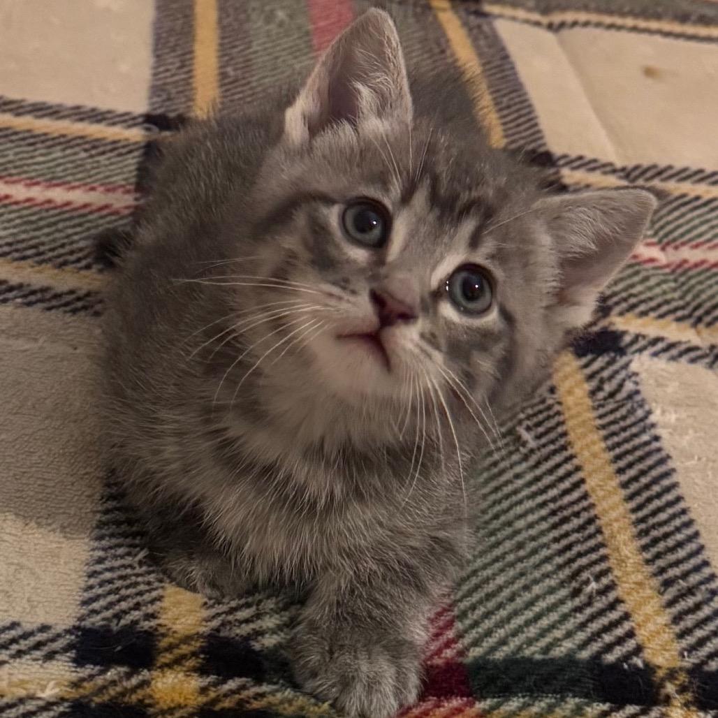 Enlarge Thea, a Adoptable Domestic Short Hair in LYLE, MN image 2/4