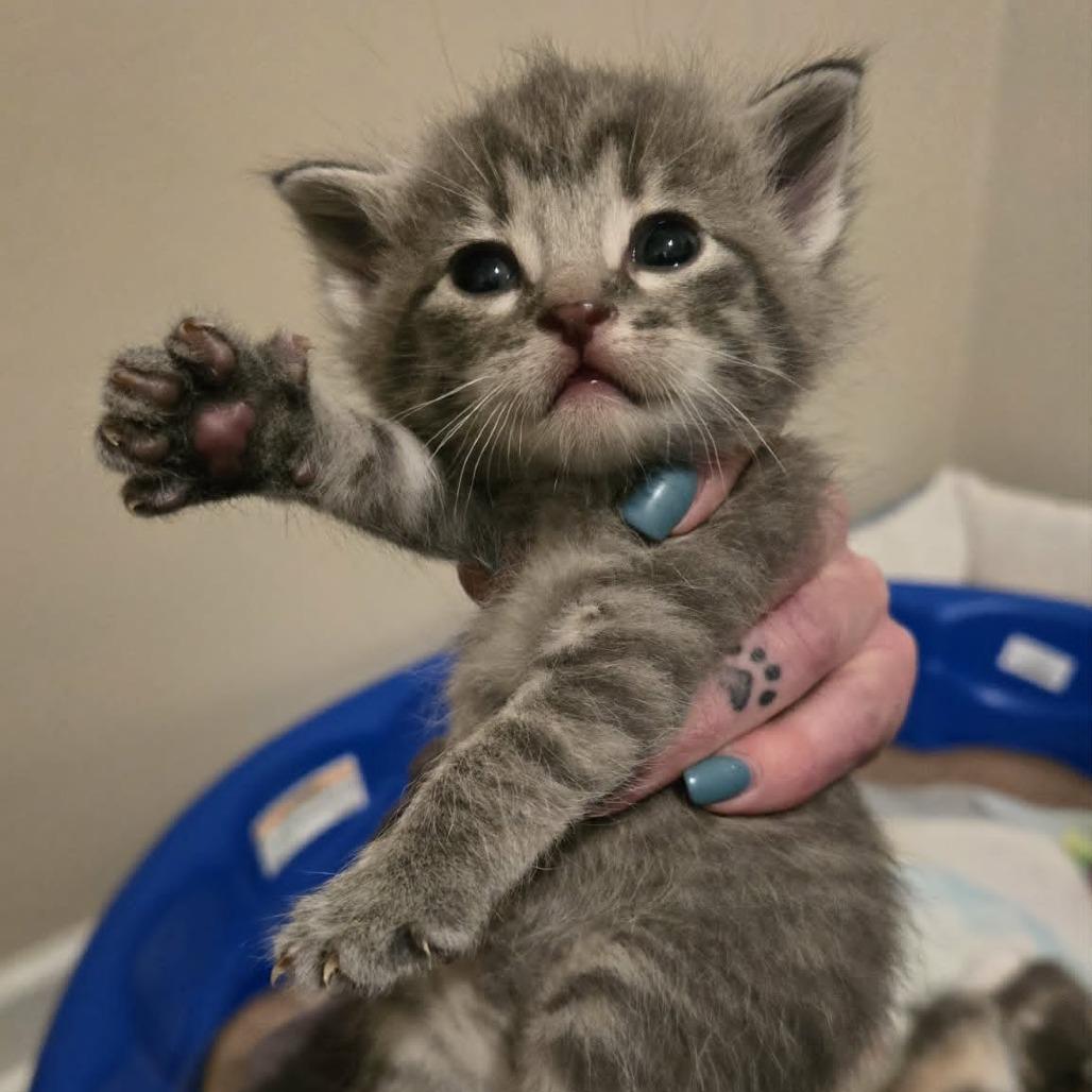 Enlarge Thea, a Adoptable Domestic Short Hair in LYLE, MN image 3/4