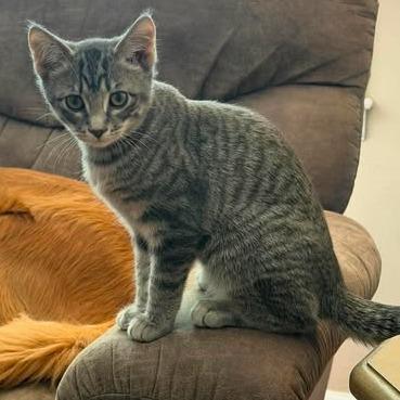 Enlarge Thea, a Adoptable Domestic Short Hair in LYLE, MN image 4/4