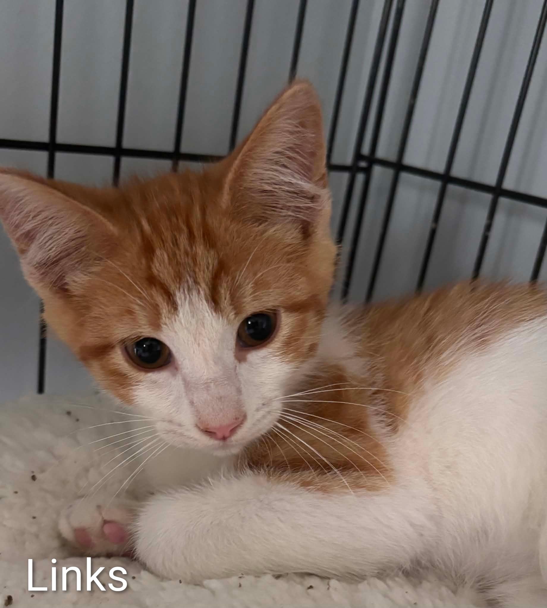 Enlarge Links, a ADOPTABLE Domestic Medium Hair in Columbia, MO image 1/1