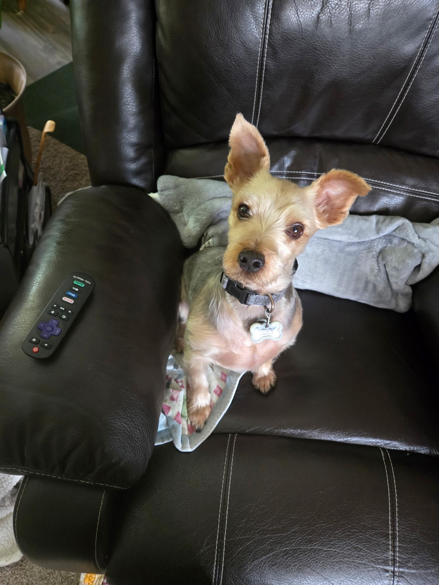 Enlarge Charlie , an adopted Yorkshire Terrier in grant, AL image 1/1