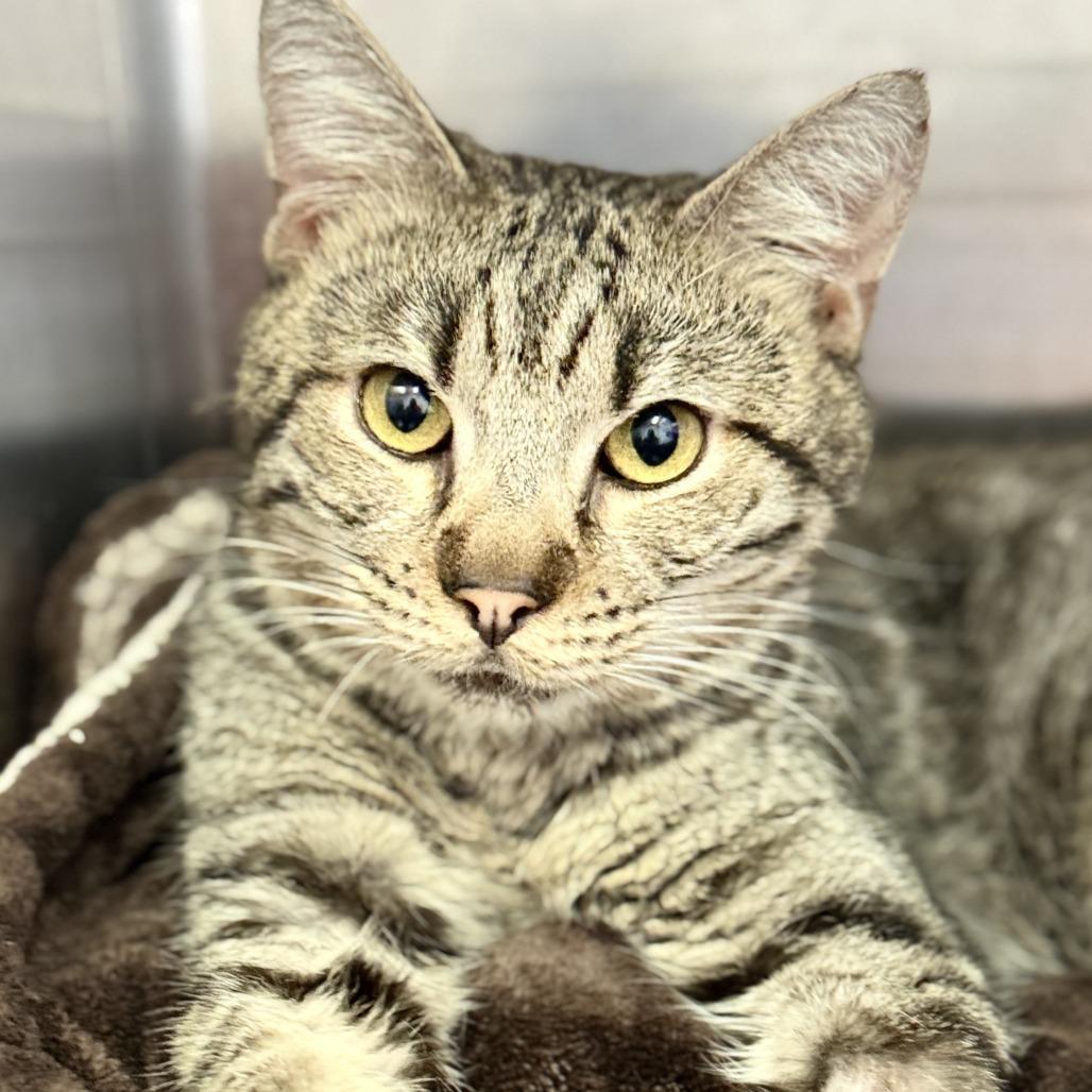 Mikey, Adoptable, Adult Male Domestic Short Hair.