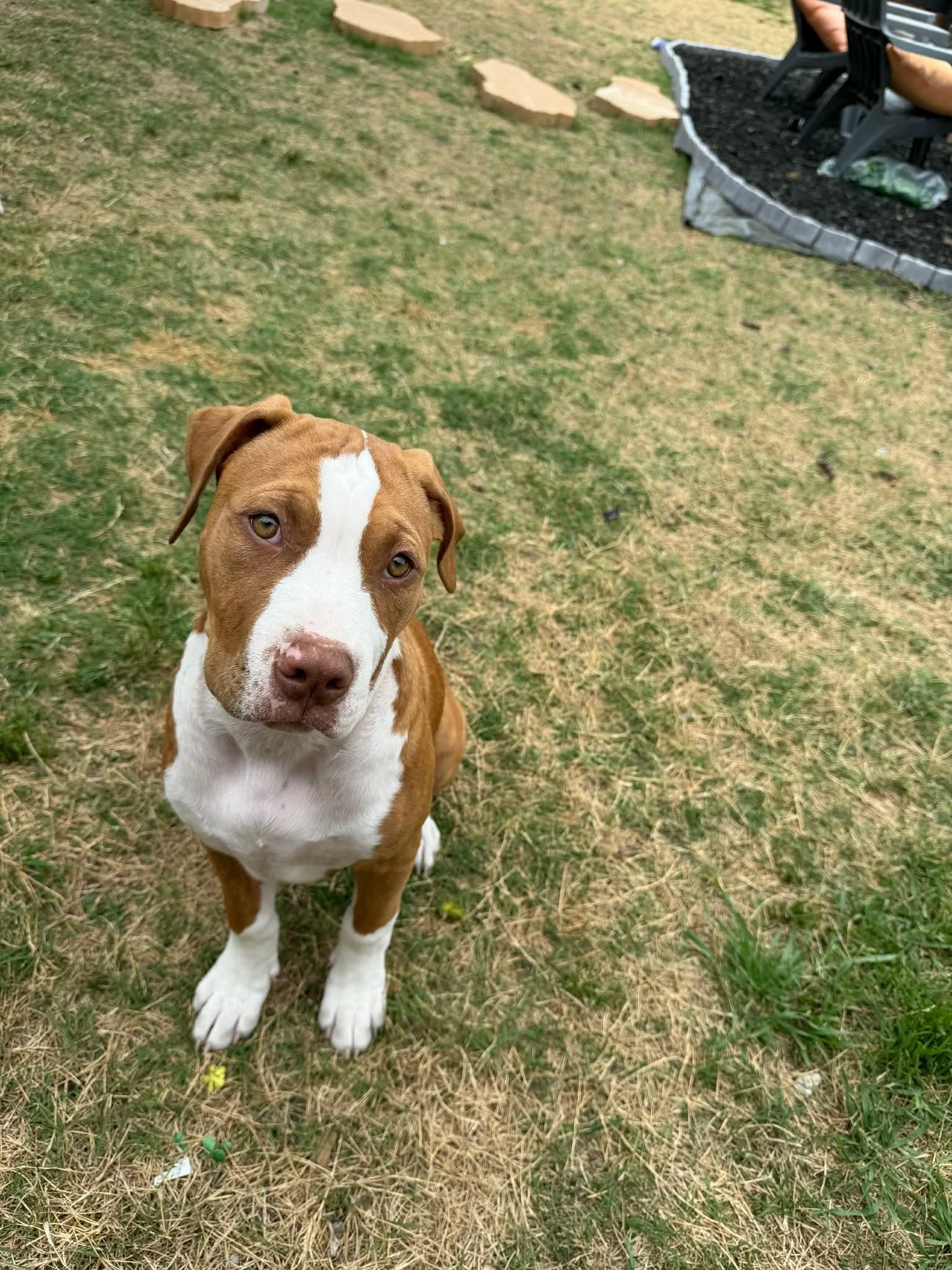 Sapphire , a ADOPTABLE Pit Bull Terrier in Forney, TX image 3/4