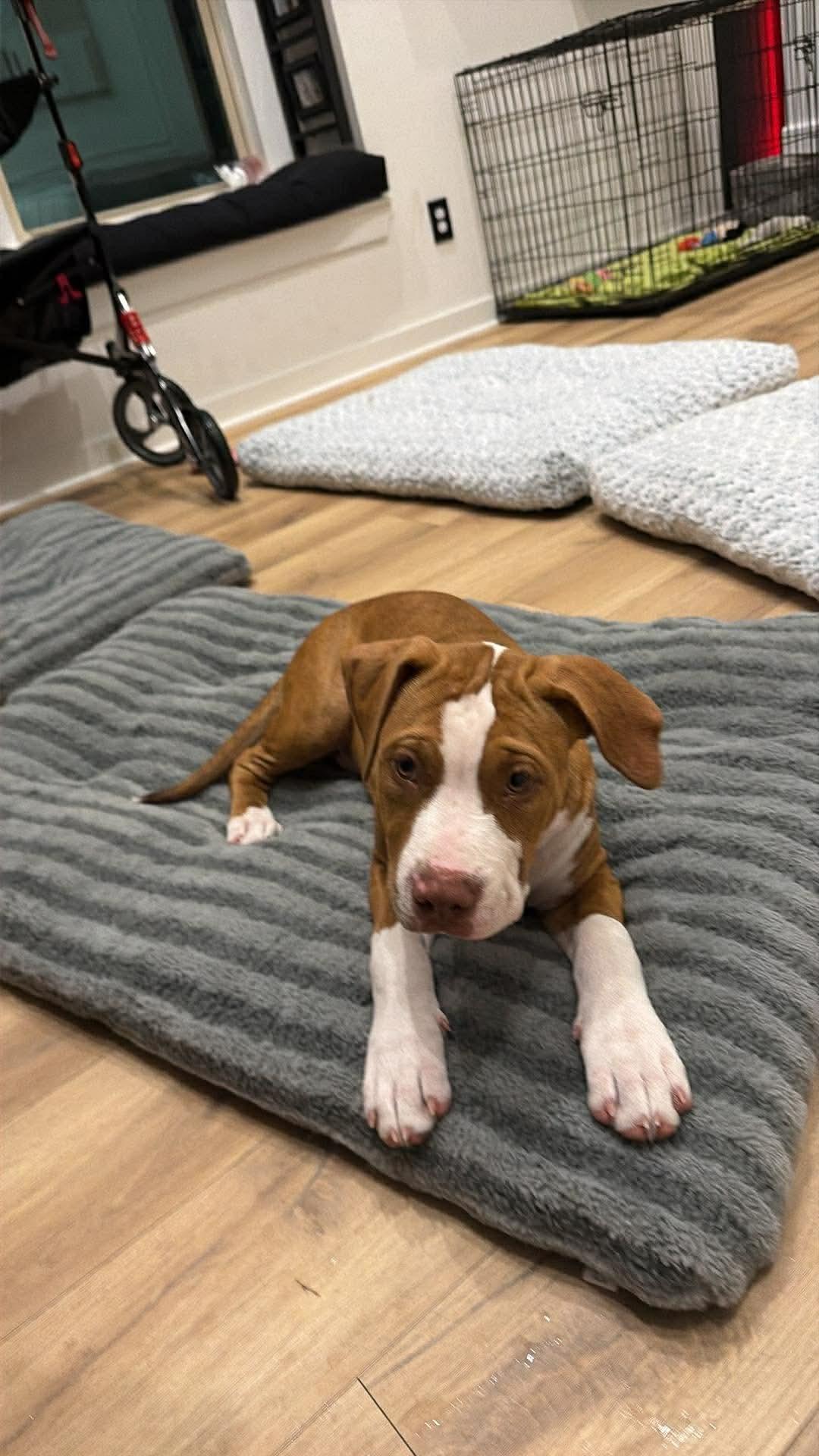 Sapphire , a ADOPTABLE Pit Bull Terrier in Forney, TX image 4/4