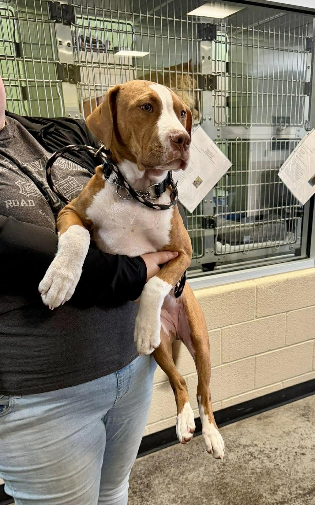 Sapphire , a ADOPTABLE Pit Bull Terrier in Forney, TX image 2/4
