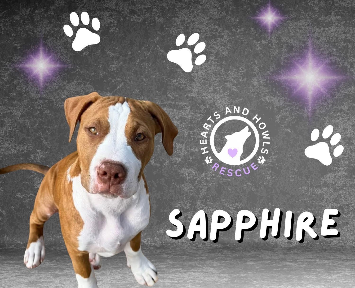 Sapphire , ADOPTABLE, Young Female Pit Bull Terrier.
