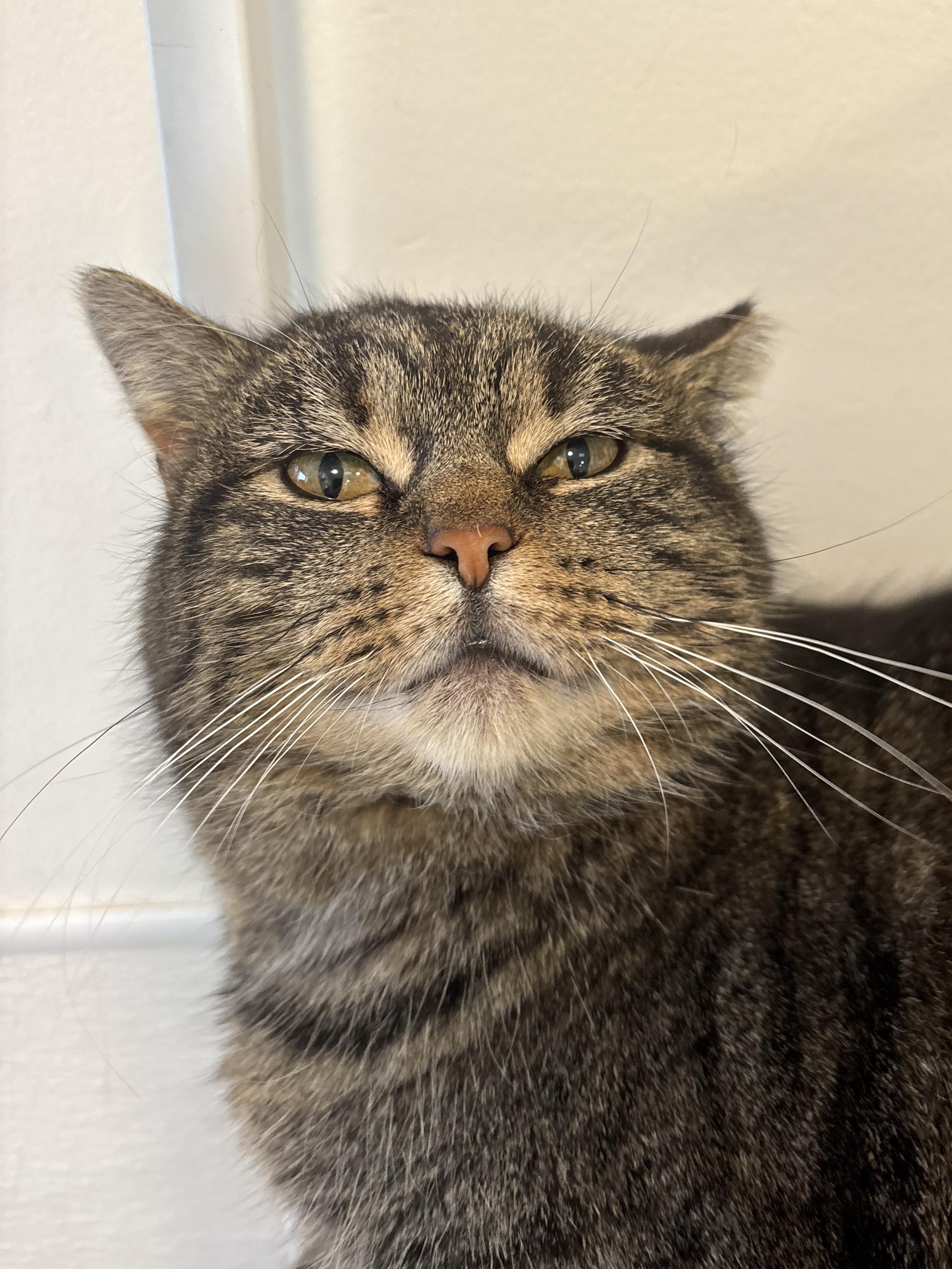 Enlarge Locket, a Adoptable Domestic Short Hair in Chicago, IL image 1/3