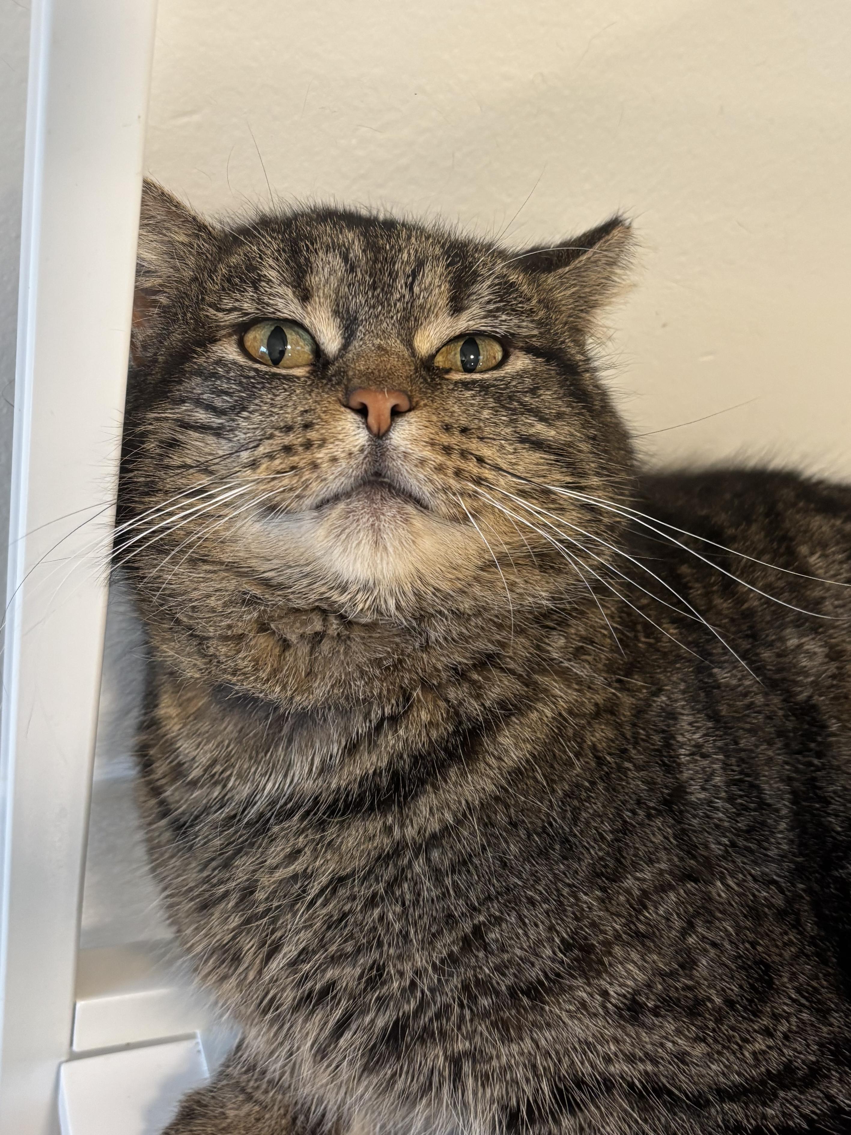 Enlarge Locket, a Adoptable Domestic Short Hair in Chicago, IL image 3/3