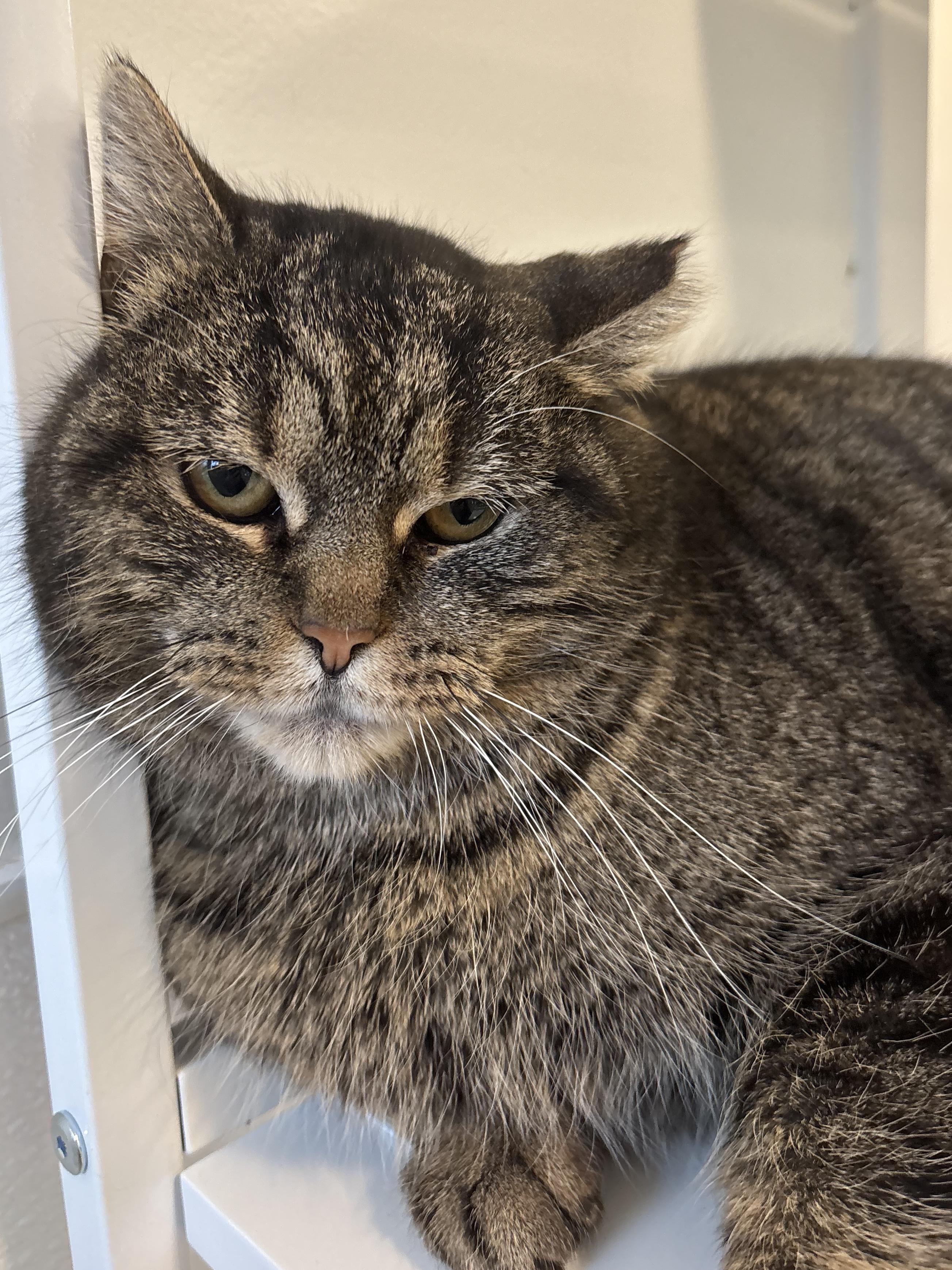 Enlarge Locket, a Adoptable Domestic Short Hair in Chicago, IL image 2/3