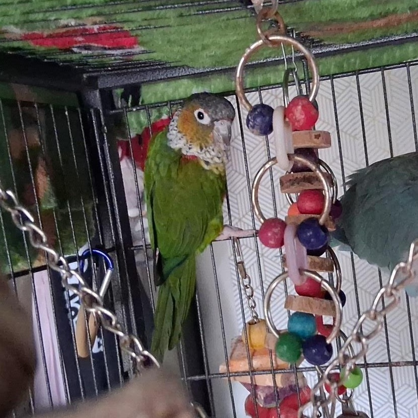ARCHIMEDES & MACADAMIA, Adoptable, Adult Female Quaker Parakeet.