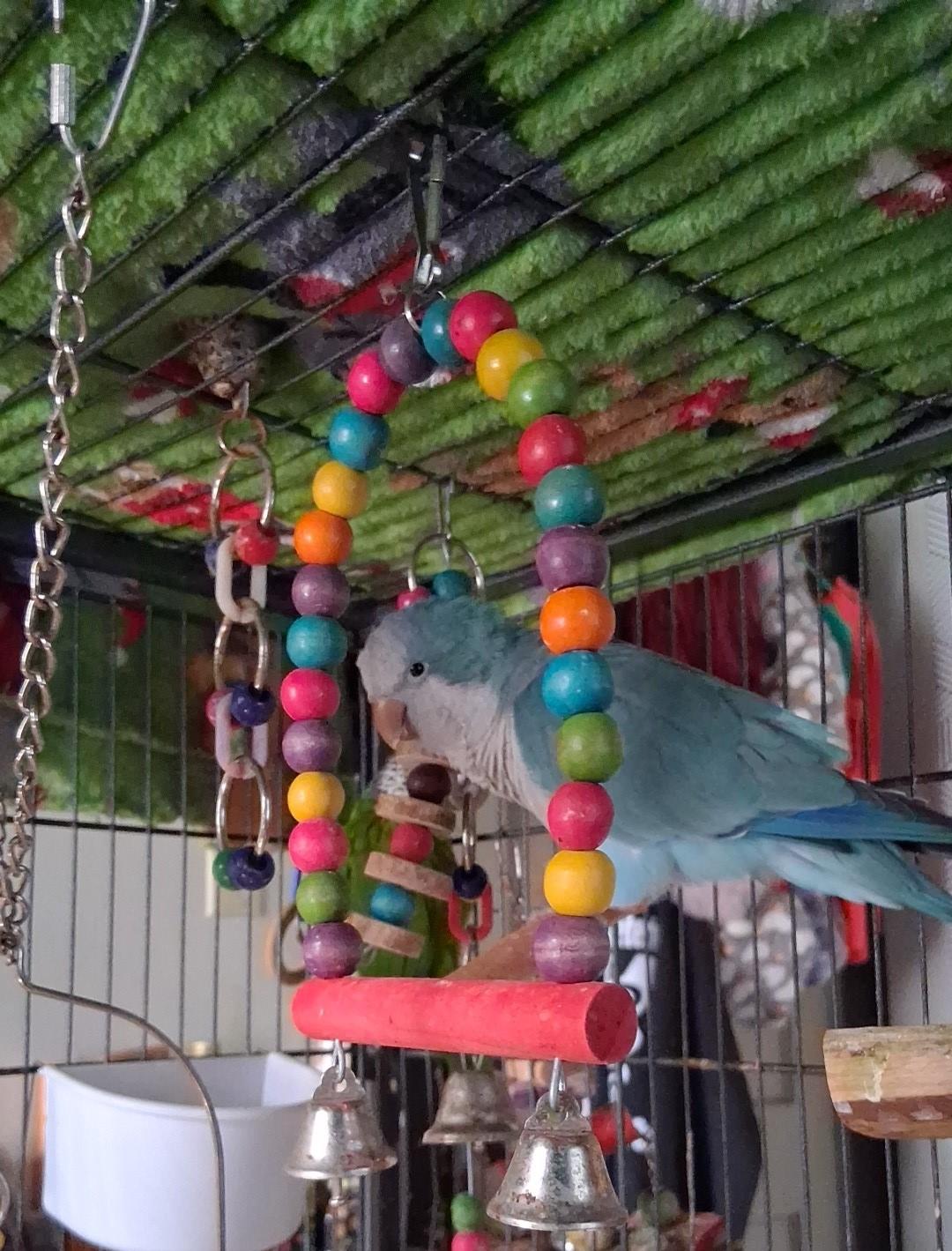 Enlarge ARCHIMEDES & MACADAMIA, a Adoptable Quaker Parakeet in Sanford, NC image 6/6