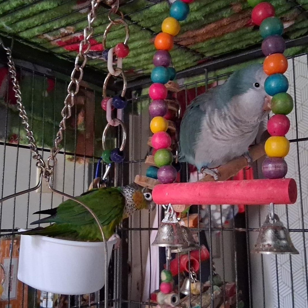 Enlarge ARCHIMEDES & MACADAMIA, a Adoptable Quaker Parakeet in Sanford, NC image 2/6
